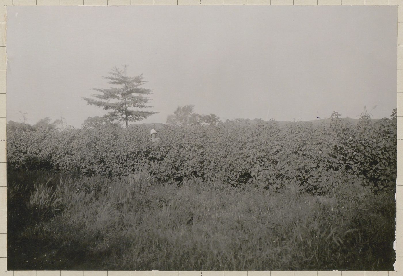 Coton indigène près de Dédougou, 1929. Haute-Volta. A.O.F. - btv1b101198223 (1 of 2)