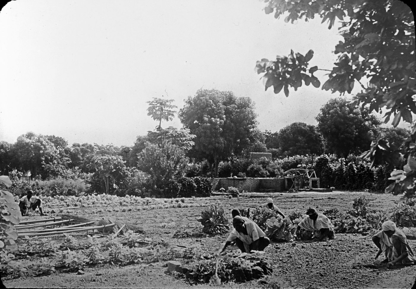 Jardin potager à Bobo Dioulasso - Anon. - btv1b10102609x